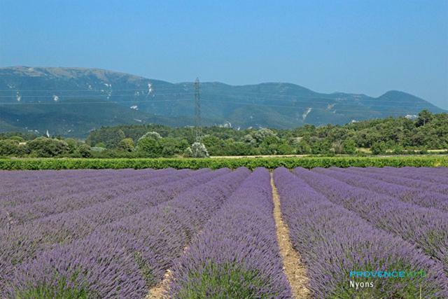 Villa Les Pins Mirabel-aux-Baronnies Dış mekan fotoğraf